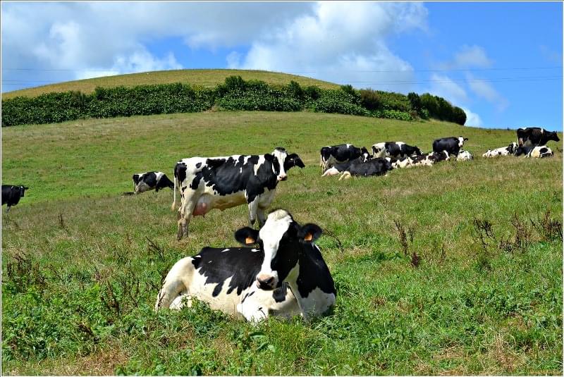 Açores Agricultura